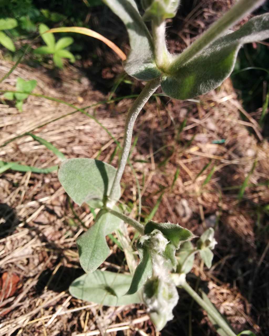 Lychnis coronaria